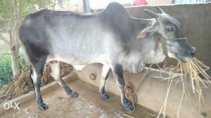Pure ongole cow