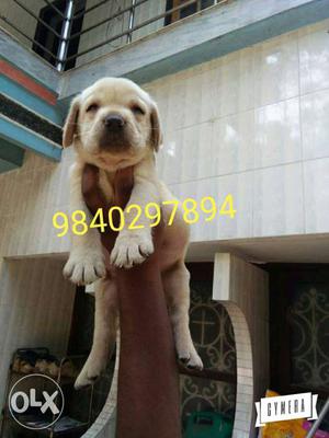 Quality Fawn lab puppies for sale male and female