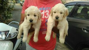 Quality Golden retriever pups both male and