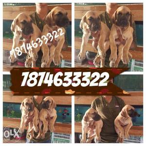 Quality greatdane pup's available in amazing pet