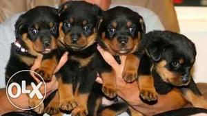 Quality roatwheiler puppies for sale