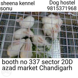 Rabbits available 1 month from sheena pet shop