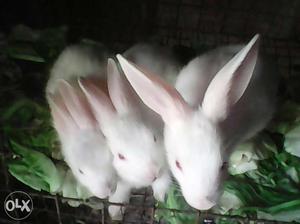 Rabbits for pet animals
