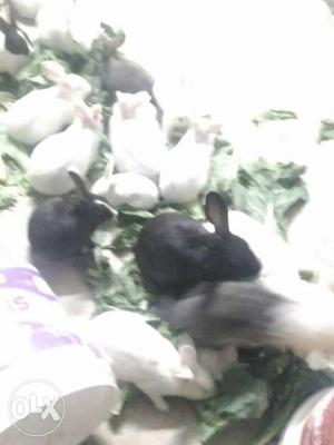 Rabbits small & big Very small for 169. Small for 225. Big