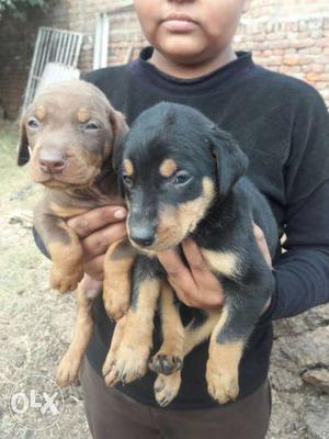 Red And Black And Tan Doberman Pinscher Puppies