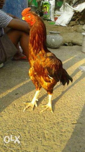 Red Shamo Chicken