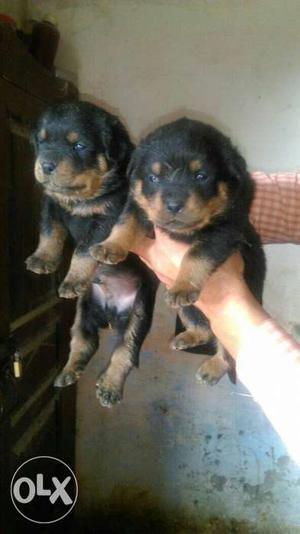 Rott puppy's for sale in Ghaziabad heavy born