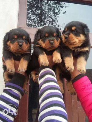 Rottweiler Pups Available, Quality says all !