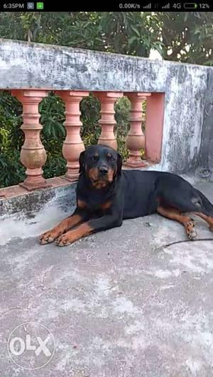 Rottweiler female dog