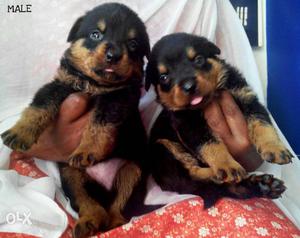 Rottweiler puppies available at good condition
