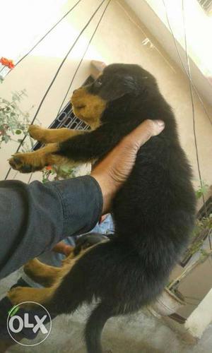 Rottweiler puppy male  ®only