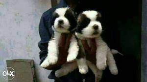 Saint Bernard gorgeous Puppies available at
