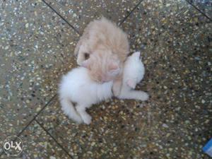 Sale Persian cat kitten