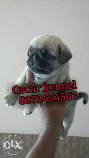 Sellll under nose pug pup fawn CLR at Oscar