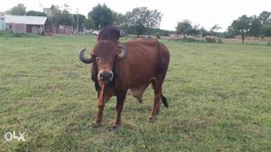 Shankar. 3. 5yr old pure gir bull