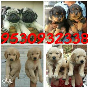Shanu dog store available top quality all breed.