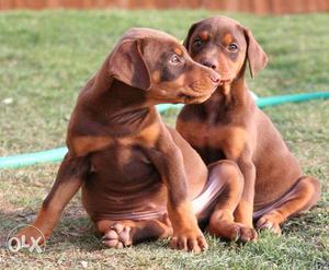 Show Quality Doberman puppies available with us