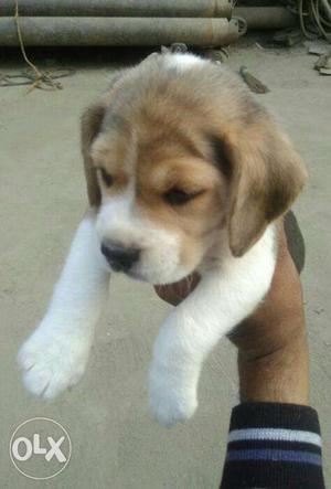 Show Quality Female beagle pup for sale...