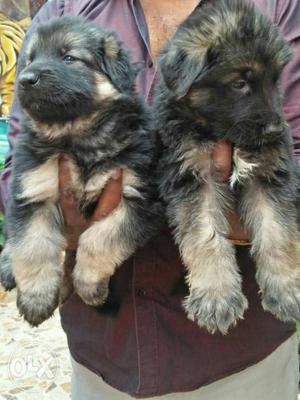 Show Quality gsd puppies available with us