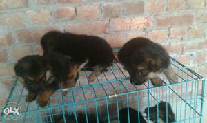 Show quality GSD male puppy's available.