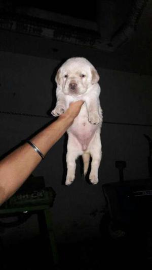 Show quality Lab Female Available