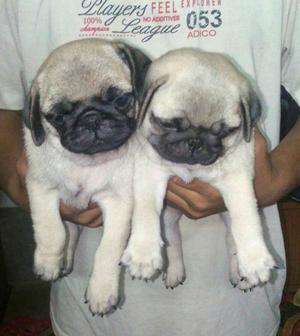 Show quality Pug, lab, gsd available in wholesale price