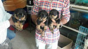 Show quality Rottweiler female puppy's available