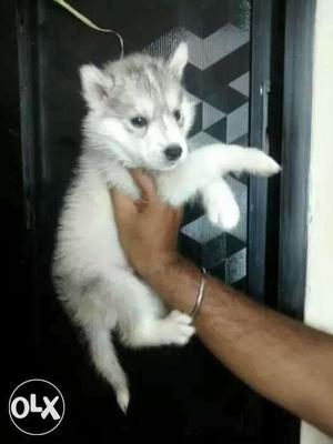 Siberian husky we deal all types of breed 4 u