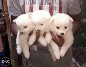 Snow white japance spitz puppy for sell 100% pure