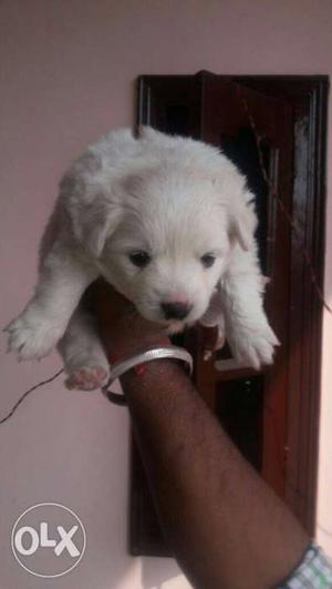 Spitz Puppies available