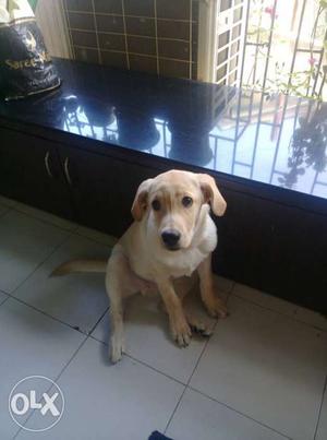 Sweet and active 4months lab three vaccination