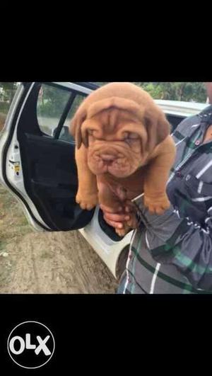 Tan French Mastiff Puppy For sell boxer pug lab bully puppys