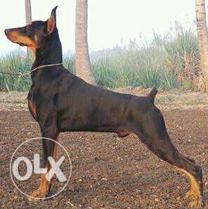 Top Show Quality Doberman Real pics Attached Tail