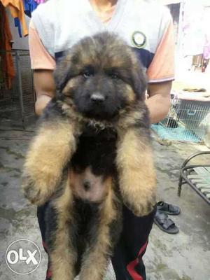 Top quality German Shepherd puppys available with