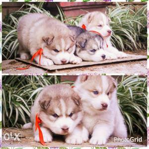 Top quality best Siberian husky pups r available