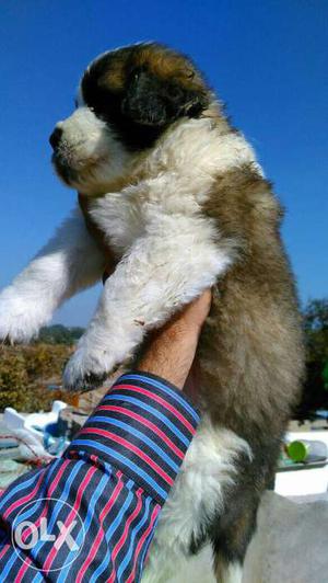 Top quality saint Bernard puppies available with