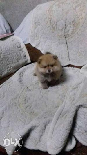 Toy pom pup male