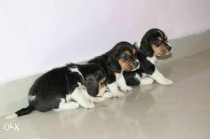 Tricolour beagle Puppy with KCI certificate