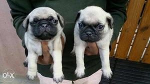 Two White Pug Puppies .3