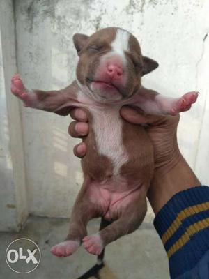 Two female Pitbull pups for sale father and