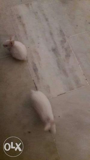 Two kid Rabbits of white colour