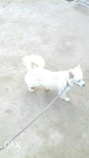 Urgent sale pomerian dog age 8 month full white vill veroke