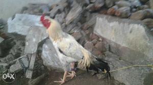 Very fast rooster
