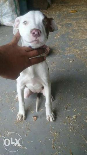 Very nice pitbull female 2month old