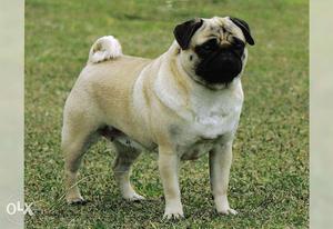 Want 2 sell my pug female near heat with paper