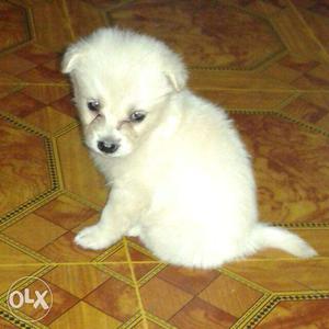 Want to sell pomariam puppy