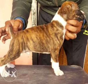 White And Brindle Boxer Puppy