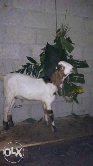 White And Brown Goat