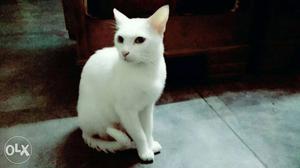 White Cat In Meerut