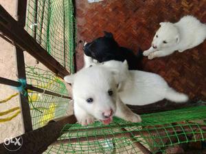White Indian Spitz Puppies